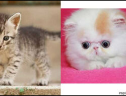 “Membandingkan Anak Kucing Persia dan Kucing Kampung Baru Lahir: Perbedaan Utama”