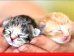 “Fitur Khas Baru Lahir Anak Kucing Kampung: Panduan Lengkap”