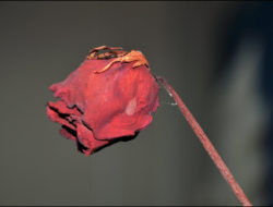 Kisah Melankolis: Arti Kegagalan Bunga Mawar